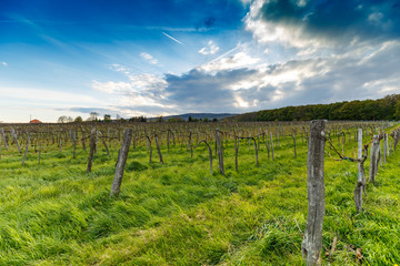 Fototapeta na wymiar Rows of vineyards