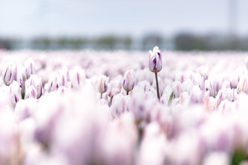 Deviant tulip over other flowers in a field