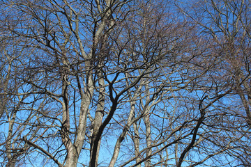 Trees without leaves above bright blue sky in the spring