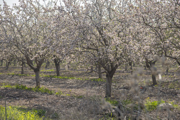 Fototapeta premium Almond trees blooming