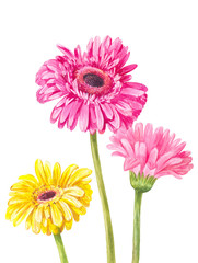 Three different colored gerbera isolated on white