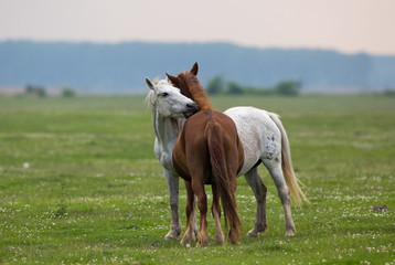 Fototapeta premium Horse love on meadow