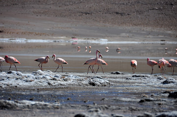 Fototapeta premium Bolivia - Salar d'Uyuni