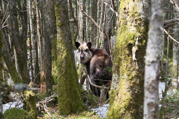 ニホンカモシカ