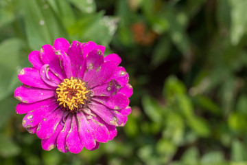 Obraz premium Beautiful floral flowers background, outside nature flowers in the park of Bali island, Indonesia.