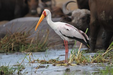African stork in the nature habitat, great bird, sky in africa, african wildlife