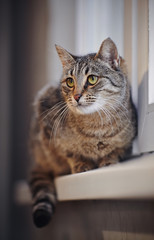 Striped cat on a window sill.
