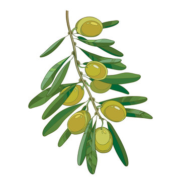 Vector bunch with outline green Olive, unripe fruits and leaves isolated on white background. Olive branch in contour style for healthcare, food menu or natural cosmetic design.