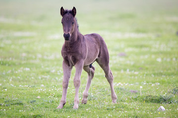 Foal standing on meadow