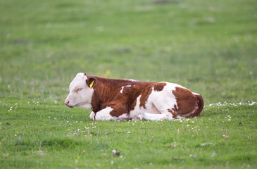 Calf lying on meadow
