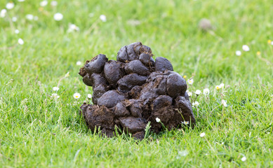 Horse dung on grass