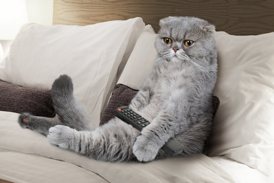Scottish Fold cat with the TV remote control