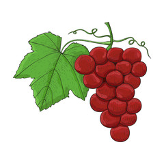 Fototapeta premium Grapes. Colored hand drawn sketch