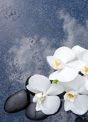White orchid and black stones close up.