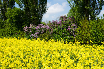 Rapsfeld mit Flieder im Frühling