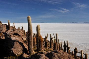 Bolivia - Salar d'Uyuni the salar island Incahuasi