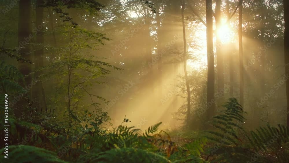 Fototapete Time lapse footage of warm rays of sunlight shining through the trees in a foggy forest