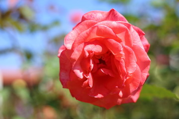 Obraz premium Red Rose