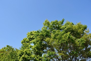 Fototapeta premium 多摩の新緑