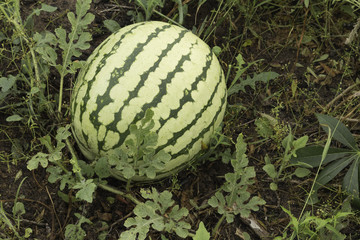 Watermelon