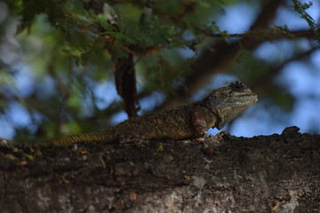 Blue headed Agama Lizard