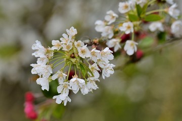 Ensemble de fleurs de cerisier