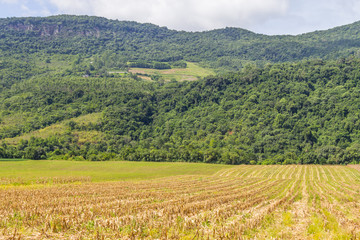 Fototapeta na wymiar Forest and Corn plantation