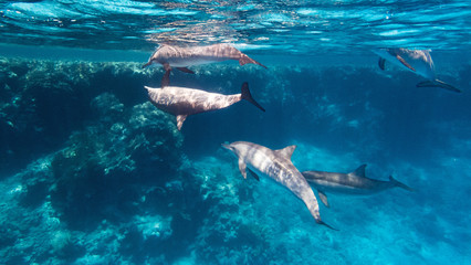 Spielende Delfine im Riff © JuliaNaether