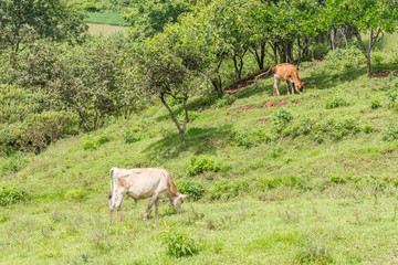 Cow eating in the field