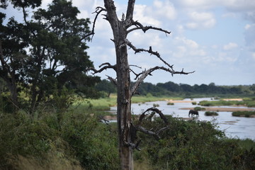 Tree with elephant in background