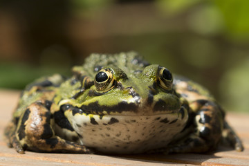 Frosch frontal Makro
