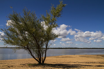 Fototapeta na wymiar Tree and river between Argentina and Uruguay