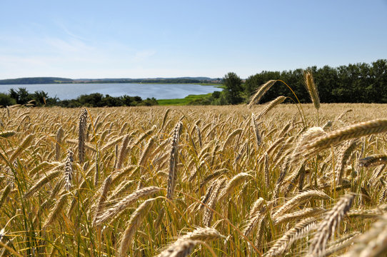 Gro&szlig;er Jasmunder Bodden, im Vordergrund Getreidefeld in Gro&szlig; Banzelvitz auf R&uuml;gen, im Hintergrund 