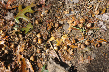 Acorns