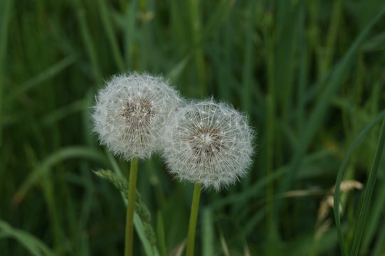 Pusteblumen
