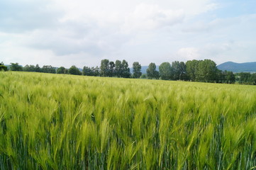 Fototapeta premium Gerstenfeld im Frühling