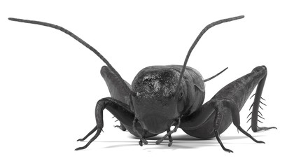 realistic 3d render of field cricket