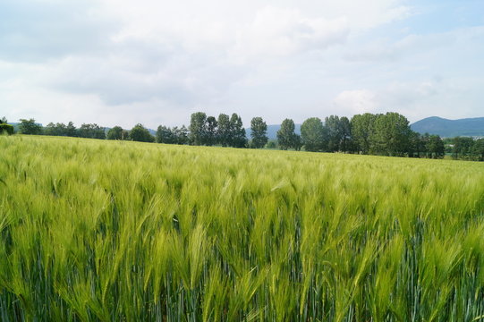 Gerstenfeld im Fr&uuml;hling