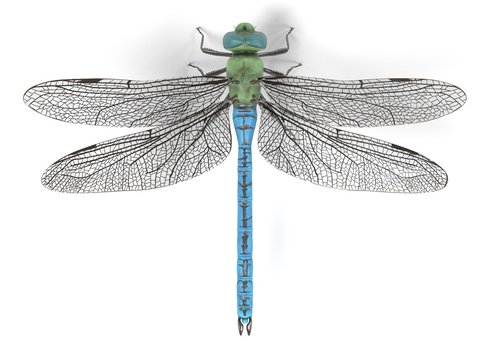 realistic 3d render of emperor dragonfly