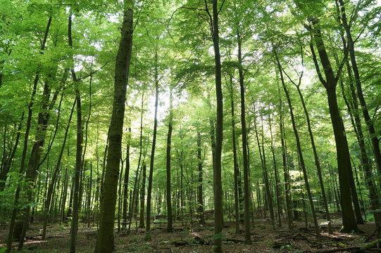 Wald im Sommer