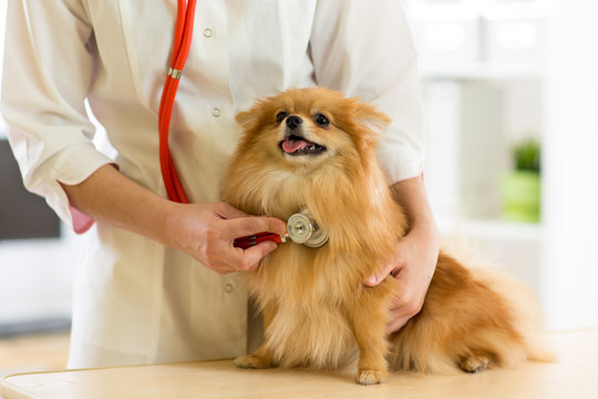the vet examining the dog breeds Spitz with stethoscope in clinic