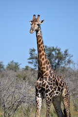 Dark Giraffe