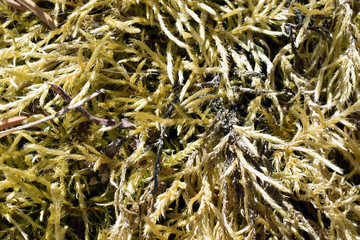 Moss close up on spring