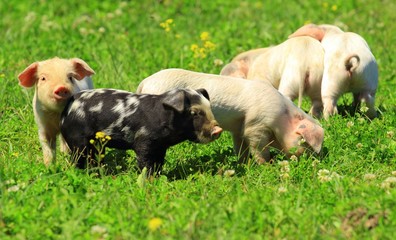 Cute little piglets © Simun Ascic