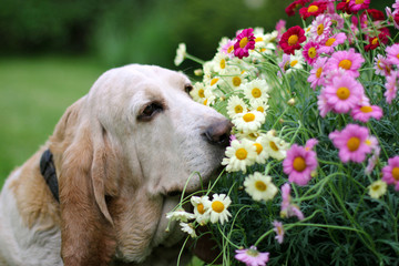 Dog smelling flowers  - 150099933