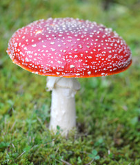 Fliegenpilz amanita muscaria