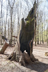 Baumstumpf