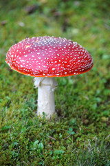 Fliegenpilz amanita muscaria