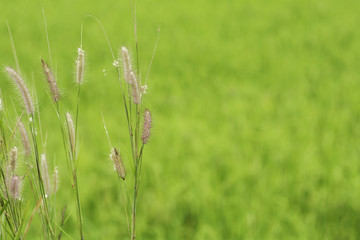 Flowers of grass on the background of fields of rural Thailand .