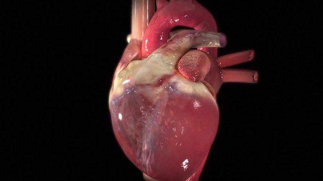 The heart is responsible for pumping blood around the body. http://www.polymime.com